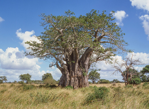 A Baobab tree (Adansonia digitata) in Kruger National Park, South Africa.