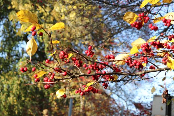 istock Hawthorn in autumn season 1485000394