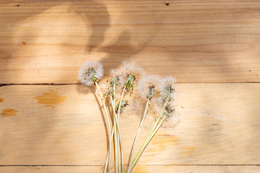 Dandelions over a wooden background
