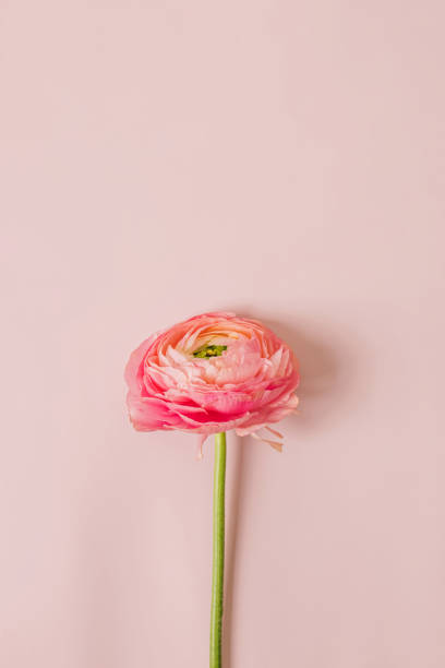 istock Ranunculus flower isolated on pink background. 1485002487