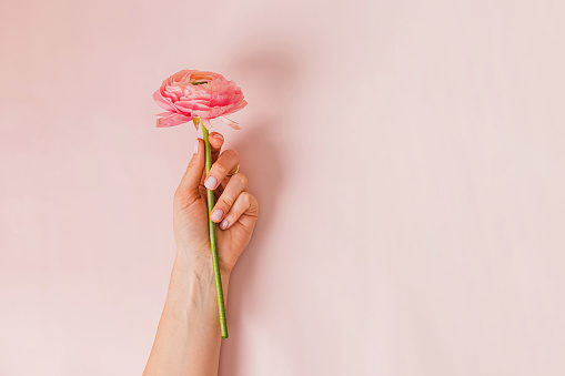 Female hand with nude nail polish holding a beautiful ranunculus flower over pastel pink background