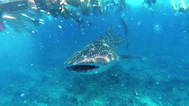 Close up shot following shot of a whale shark swimming close to the camera. Maldives