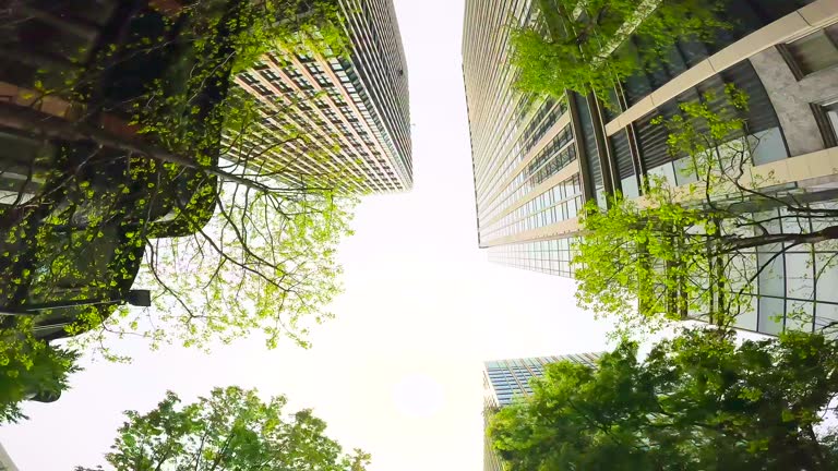 Looking up and moving through a business district of high-rise buildings lined with fresh green street trees