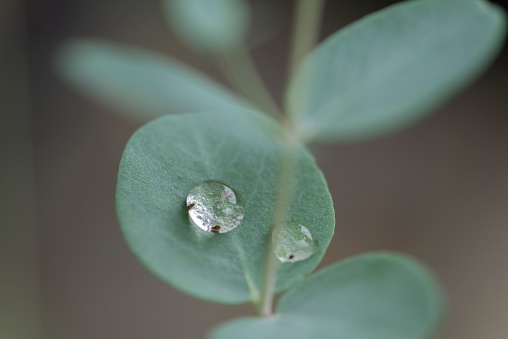 A lose up of a eucalyptus branch with a water droplet on it