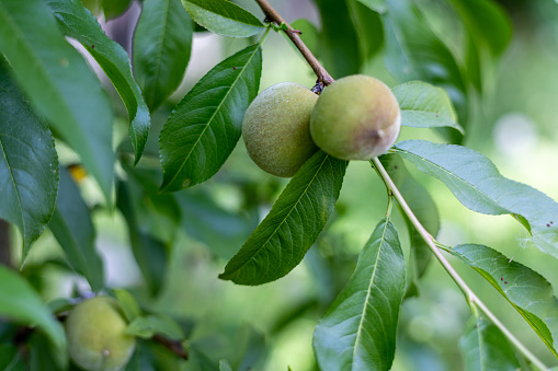 Unripe green peach fruit on a peachtree branch closeup. selective focus