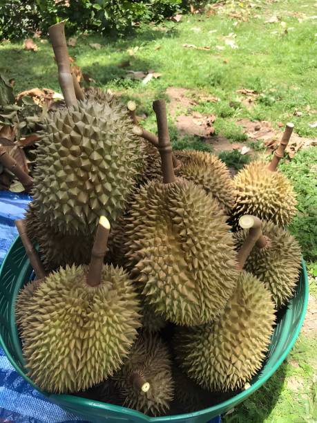 istock durian fruit on the market 1485004503