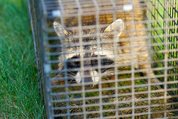 istock Raccoon Trapped in A Cage Looking at Viewer 148500470