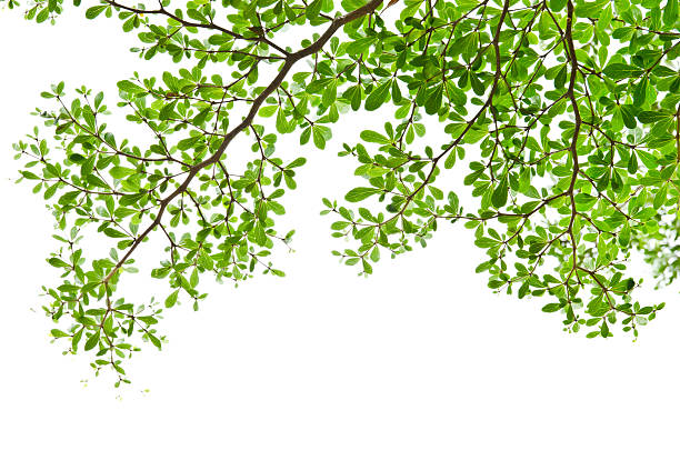 istock Green leaves isolated on the white. 148500476