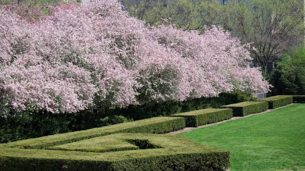 istock spring  garden  with classic formal hedges and a  lawn with cherry blossoms in a conservatory garden park ny 1485005840