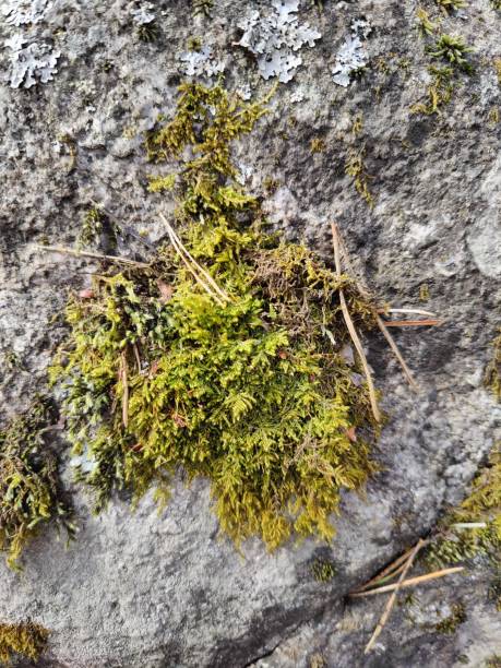 istock Moss, bryophyte, lichen in the forest 1485006010