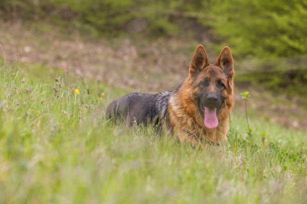 istock A German Shepherd dog lying on the grass in the forest with greenery around 1485010241