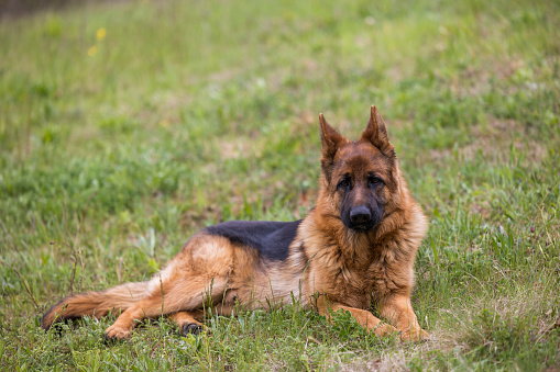 A German Shepherd dog lying on the grass in the forest  with greenery around.