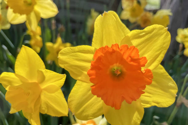 istock Daffofil flowers in nature 1485010457