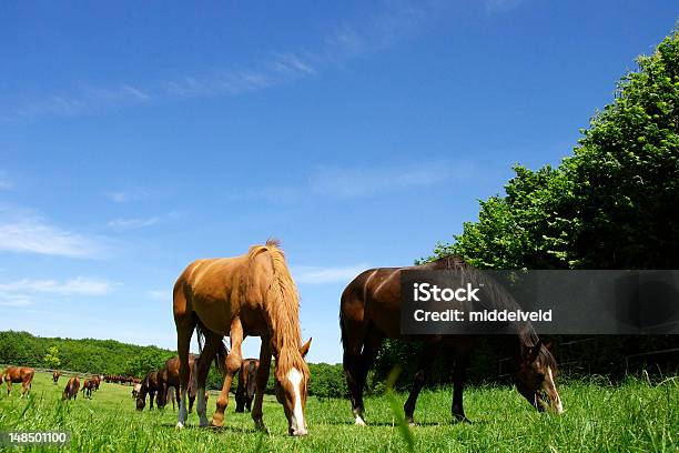 Los Caballos Foto de stock y más banco de imágenes de Aire libre - Aire libre, Alazán - Color de caballo, Animal