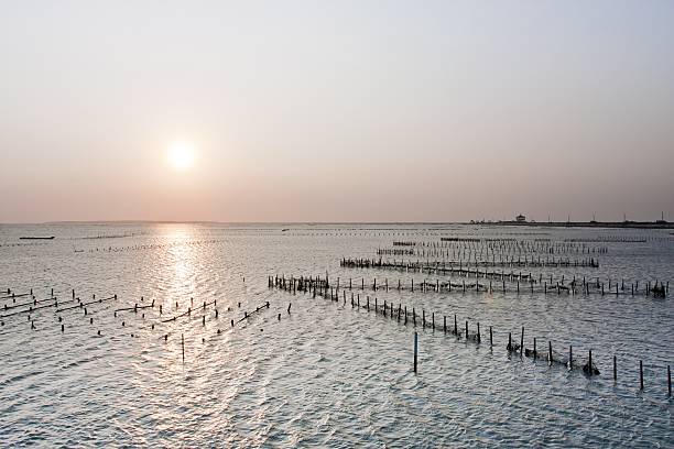oyster field stock photo