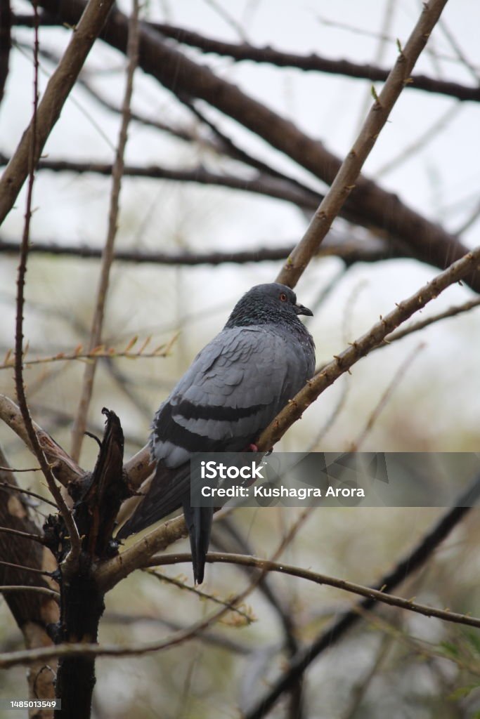 Crow on a branch Crow sitting on a brach Animals In The Wild Stock Photo