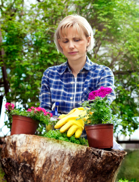 istock Woman planting flowers 148501365