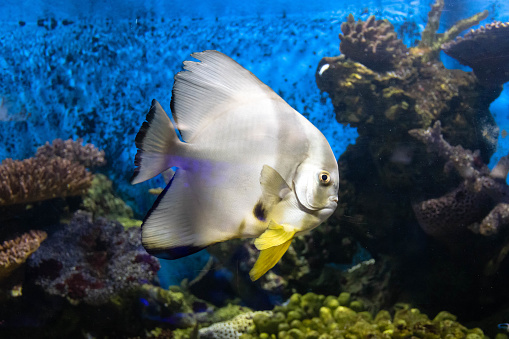 Batfish swimming in fish tank at aquarium with background of coral reef