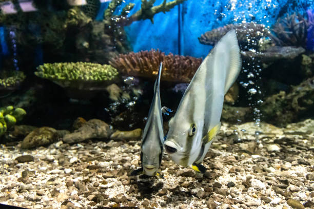 istock Batfish swimming in aquarium 1485014102