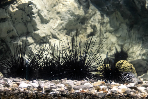 Group of black sea urchin on seabed