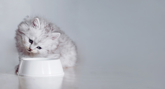 Domestic funny purebred fluffy kitten eating from his white bowl. Banner.