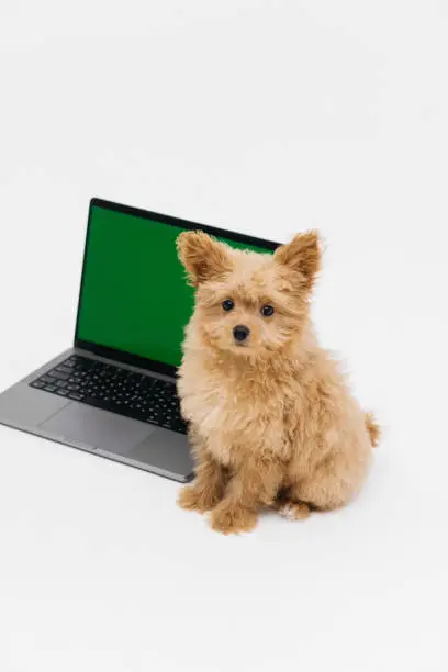 Photo of A cute and fluffy puppy lies near a laptop with a green screen. Smart coder programmer uses computer. Advertisement for pet products, chroma key.