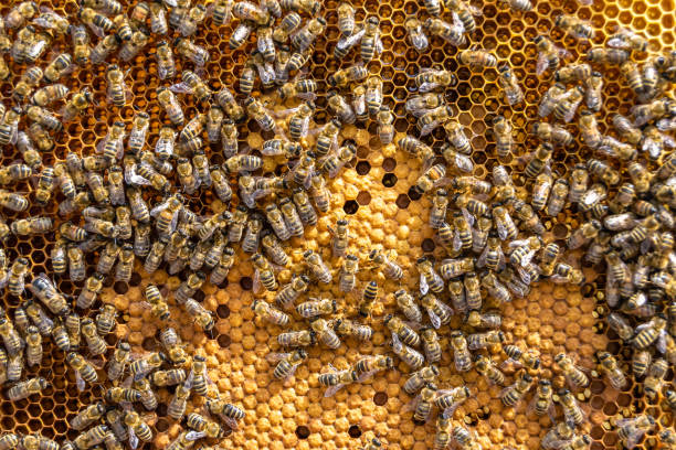 istock Abstract hexagon structure is honeycomb from bee hive filled 1485015078