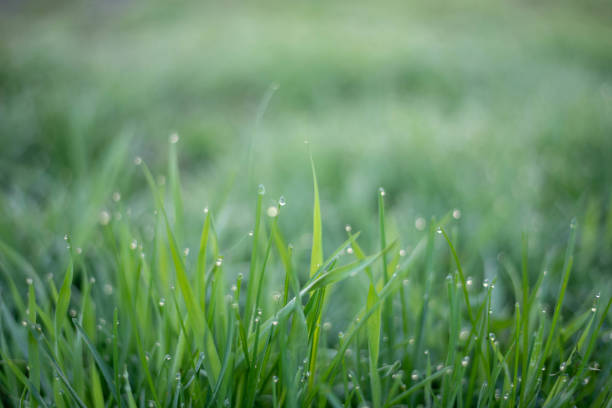 istock Dew on green grass. Dew drops on the grass. 1485015101