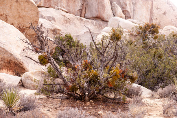 istock Joshua Tree National Park 1485015223