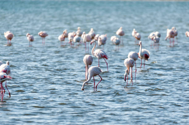 istock Flamingos near Walvis Bay 1485015230