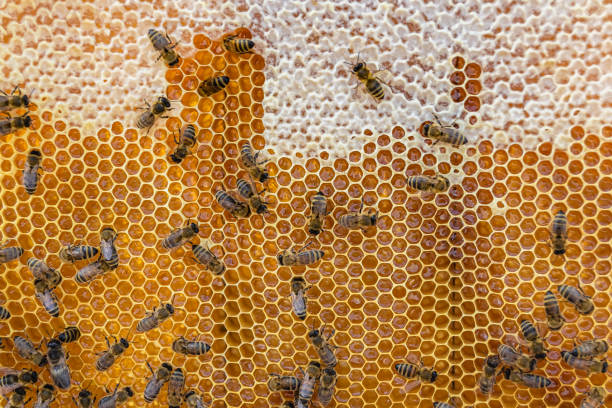 istock Abstract hexagon structure is honeycomb from bee hive filled 1485015319
