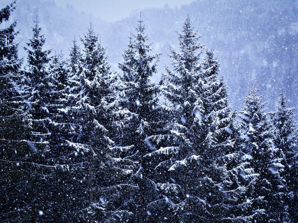 istock Snowstorm at the Forest - Winter in Norway 1485015347