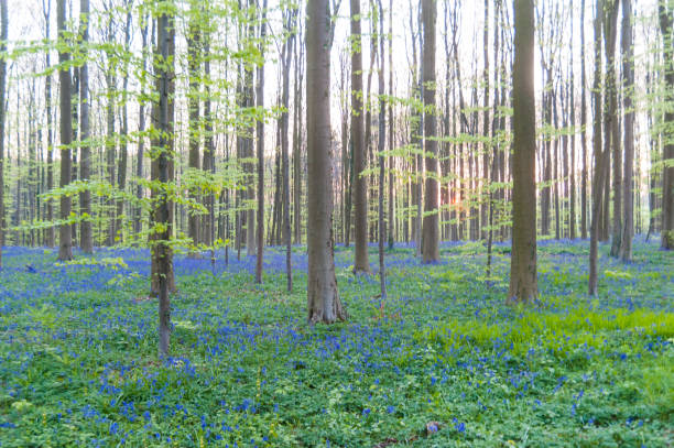 istock Sunrise illuminating bluebells 1485015390