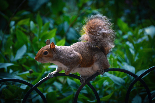 A lovely squirrel on a fence at St. James' Park in London, UK.