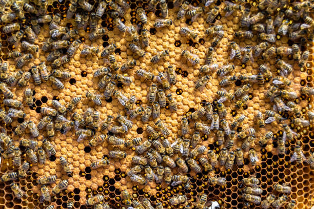 istock Abstract hexagon structure is honeycomb from bee hive filled 1485015479