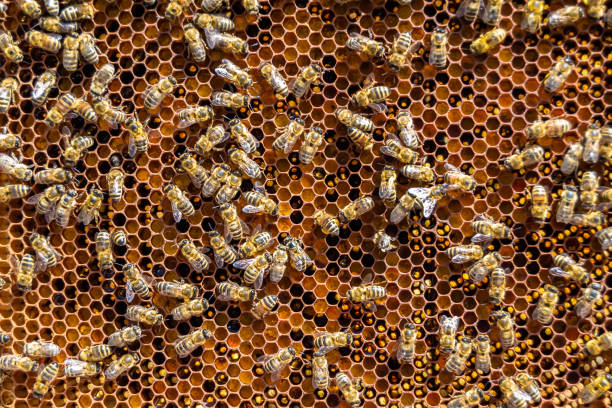 istock Abstract hexagon structure is honeycomb from bee hive filled 1485015803
