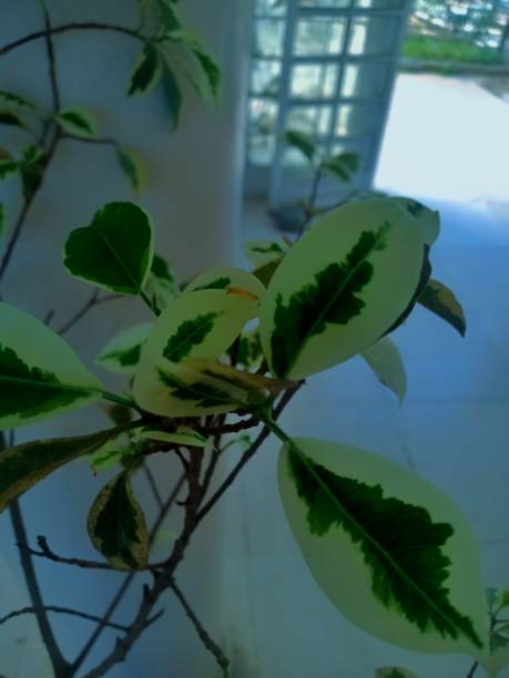 istock A picture of a green and White leafs 1485016017