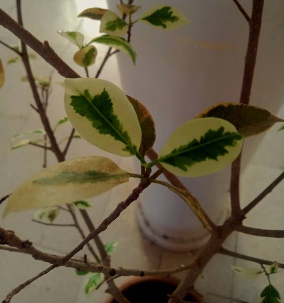 istock A picture of a green and White leafs 1485016035