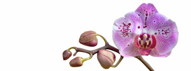 istock beautiful pink orchid with buds blooming on white background 1485017590