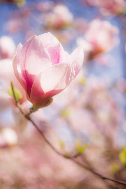 Blooming spring  pink and purple Magnolias against blue sky, copy speace.