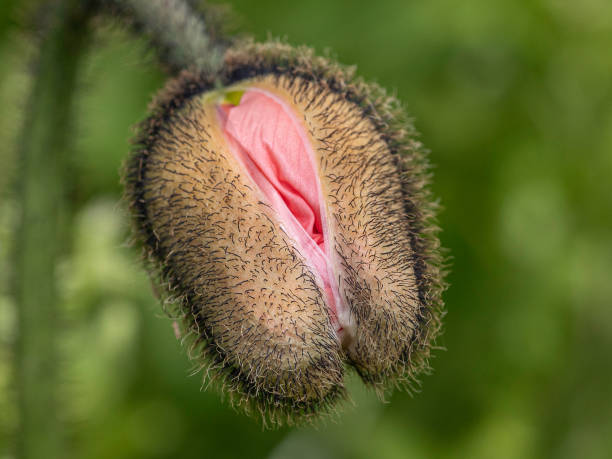 Close up of poppy emerging from bud