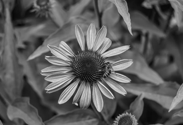 istock Beautiful wild flower winged bee on background foliage meadow 1485018151