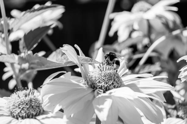 istock Beautiful wild flower winged bee on background foliage meadow 1485018167