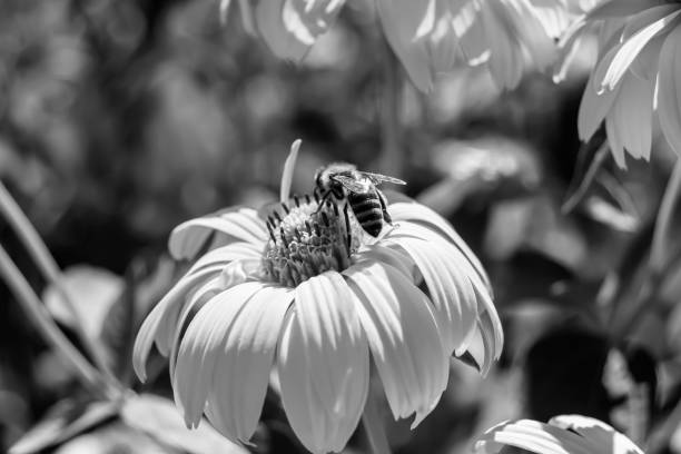 istock Beautiful wild flower winged bee on background foliage meadow 1485018265