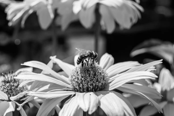 istock Beautiful wild flower winged bee on background foliage meadow 1485018285