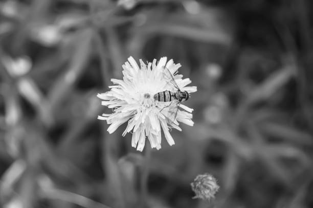 istock Beautiful wild flower winged bee on background foliage meadow 1485018959