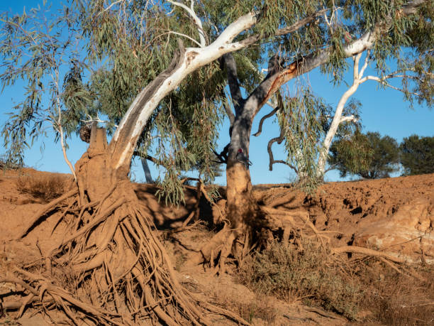 Exposed tree roots on river bank Exposed tree roots on river bank covered in mud by receding water line exposed tree roots stock pictures, royalty-free photos & images
