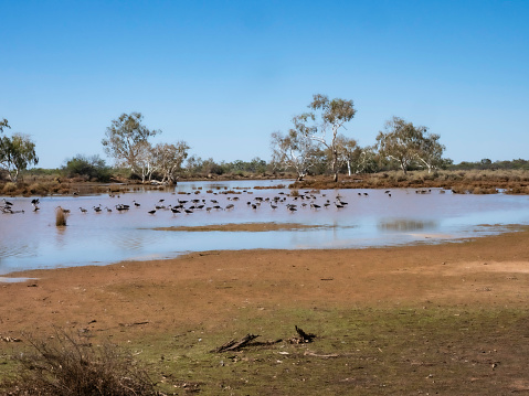 Large group of water birds in lake on Wooleen Station remote Western Australia