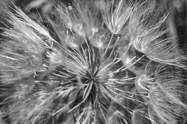 istock Beautiful wild growing flower seed dandelion on background meadow 1485020774