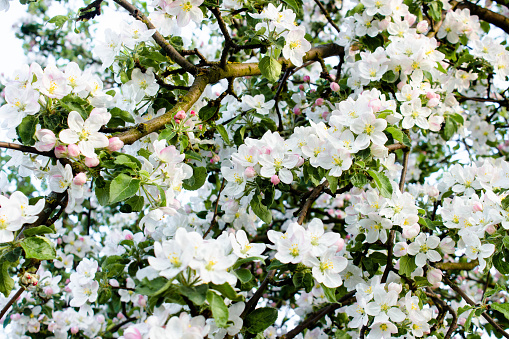 White flower blossoms with pink unopened bud adorn apple tree branches in spring. Apple tree branch with flowers. Apple blossom.